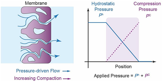 Membrane compaction schematic and pressure profile